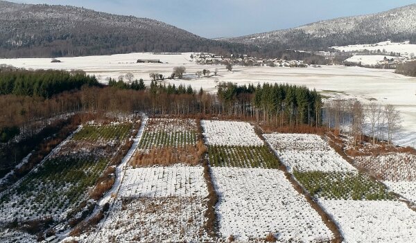 Testpflanzung mit gebietsfremden Baumarten bei Mutrux, Schweiz