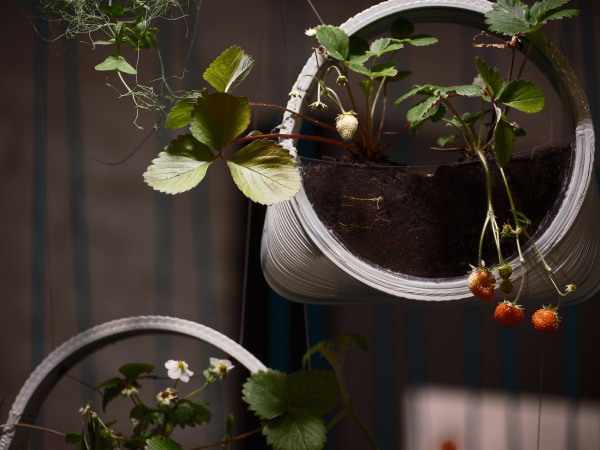 Robotic Urban Farmers