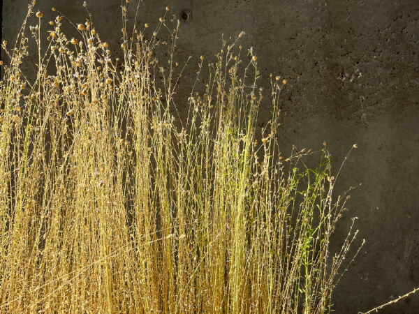 Rohmaterial für Flachsfasern