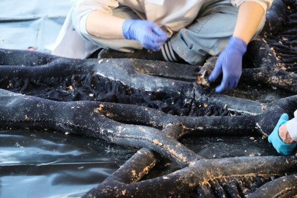 Die gestrickten Textilschluche wurden per Hand mit Myzelpaste gefllt.