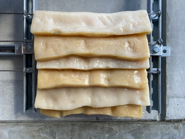 Schindeln aus bakterieller Zellulose in verschiedenen Ausrichtungen wurden an der Fassade des OME getestet.