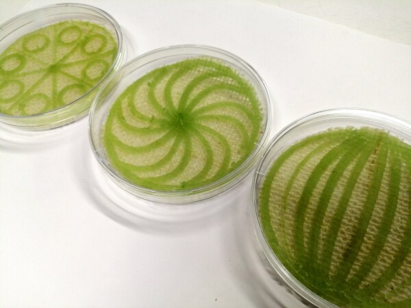 In Petrischalen wurden 3D-gedruckte, lebende Matrizen auf verschiedenen Arten von Textilien gezchtet.