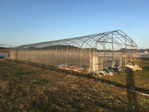Die Konstruktion des nicht mehr genutzten Gewchshauses fand im Erdbeerstand einen neuen Platz.