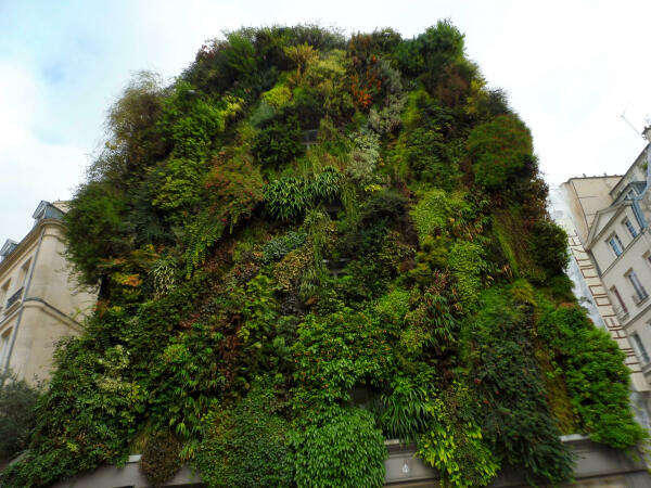Vertikaler Garten von Patrick Blanc in der Pariser Rue d'Aboukir