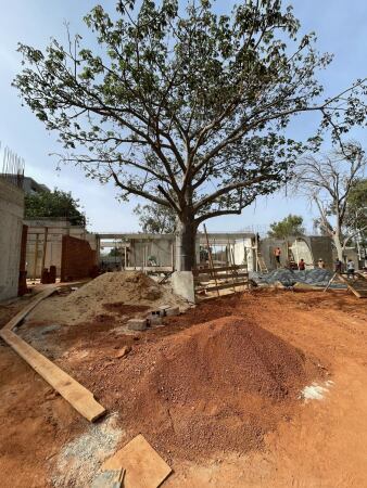 Das Gebude entsteht um den alten Baobab-Baum in der Mitte des Grundstcks.