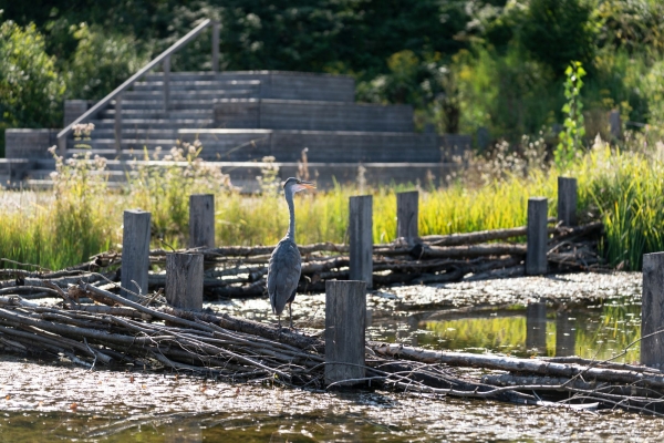 Auf dem Areal der ehemaligen Abwasserreinigungsanlage ist in der Gemeinde Reinach ein Erlebnisweiher entstanden, der an die renaturierte Birs grenzt.