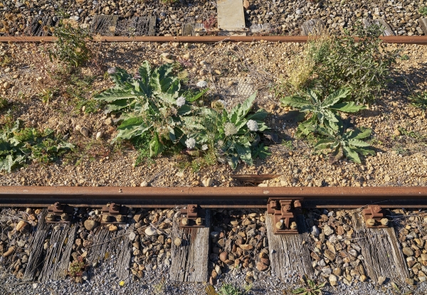 Projekt Klimapioniere: Frderung von Gleisanlagen als Trockenbiotope