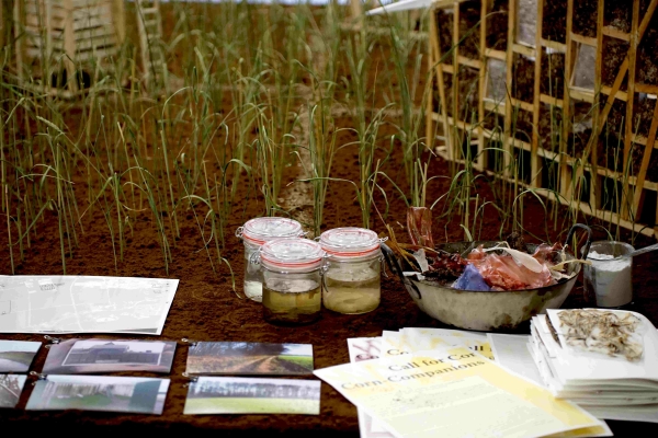 Rising Star / Reconnecting with nature/1. Preis: Das Forschungsprojekt in einem Maisfeld in Bersenbrck wollte Menschen aus verschiedenen Disziplinen und verschiedene lokale Arten zusammenbringen.