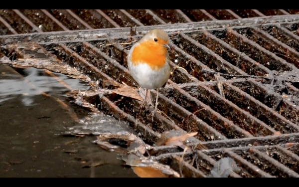 Filmstill aus „Wild Infrastructures“ von Jeanne Astrup-Chauvaux