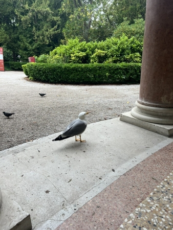 Noch wirkt alles friedlich gegenber des Deutschen Pavillons in Venedig. Unter dem Titel Stresstest will das kuratorische Team 2025 die lebensbedrohlichen Auswirkungen von berhitzung auf Menschen, Tiere und Pflanzen erlebbar machen.