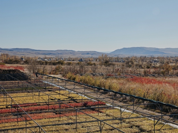 Stadtwald in Tiflis, Georgien von Ruderal