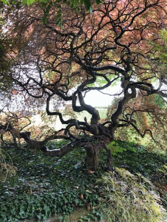 Ernst Cramer, japanischer Fcherhorn im einstigen Garten Hegner (heute Mirani) in Meilen