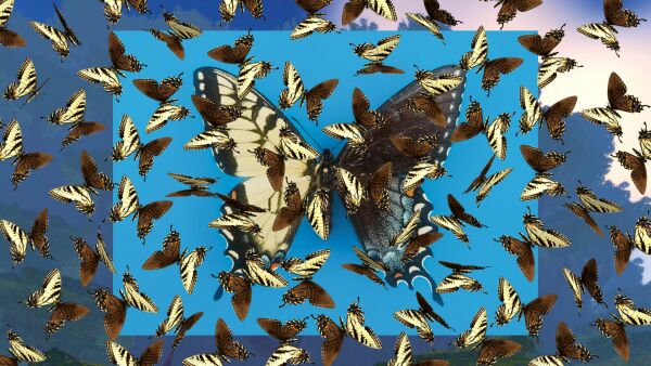 Was, wenn ...: Institute of Queer Ecology: Metamorphosis, Filmstill.