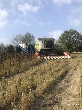 Verwendetes Material: Reste der lokalen Sonnenblumenindustrie