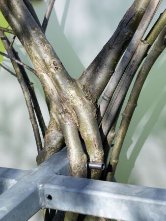 Detail einer Baubotanischen Verwachsung