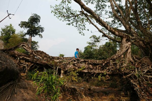Lebende Brcke der Khasi People, Indien