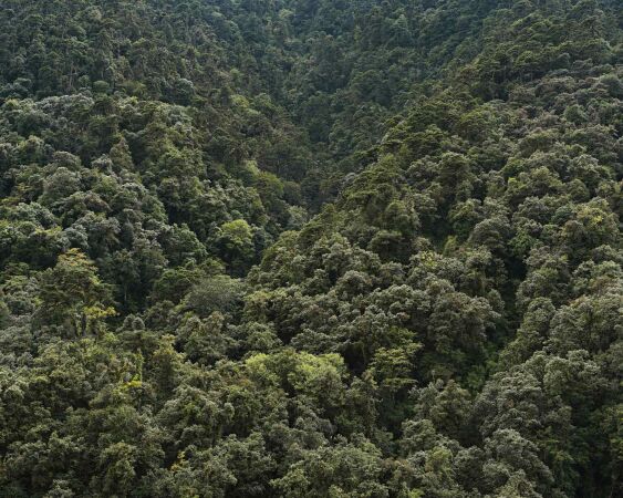 Bhutan, Holz