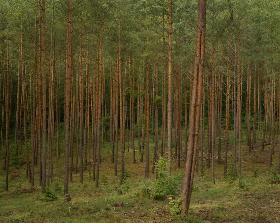 Brandenburg, Holz
