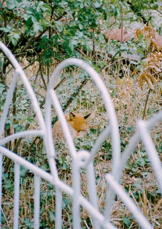 Kindertagessttte und Wohnhaus Schlossstrae 4547. Ein schlafender Fuchs auf der Terrasse im ersten Obergeschoss.