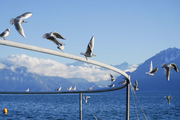 Freizeit & Lifestyle: Kreis der V�gel in Lausanne von En-Dehors + Ellipsearchitecture + Julien Mercier + Christophe Guberan (alle Lausanne)