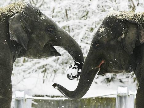 Asiatische Elefanten aus dem Zoo Zrich